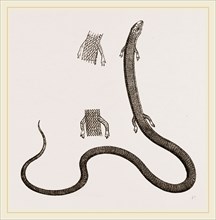 Four-toed Snake Lizard