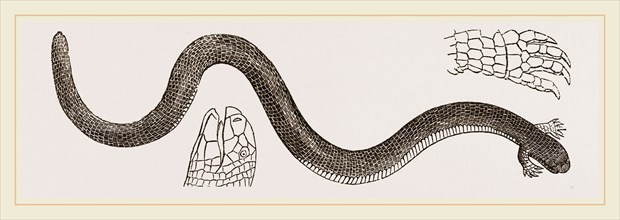 Channelled Chirotes