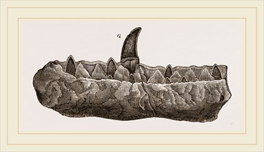Portion of Lower Jaw Megalosaurus