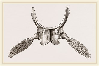 Sternal Arch and Anterior Paddles of Ichthyosaurus