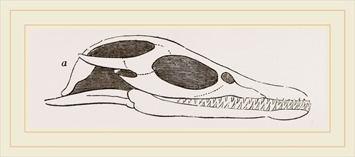 Head of Plesiosaurus