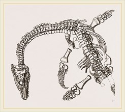 Plesiosaurus as imbedded