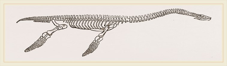 Skeleton of Plesiosaurus restored