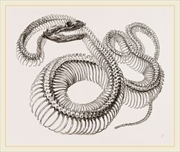 Skeleton of Boa Constrictor