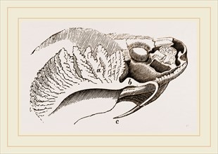 Tooth and Poison-Gland of Trigonocephalus