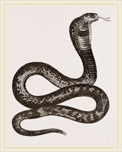 Egyptian Cobra