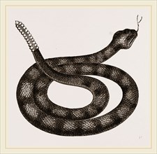 Rattlesnake