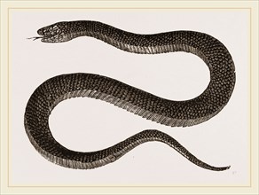 Lesson's Acanthophis