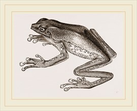 Bicoloured Tree-Frog