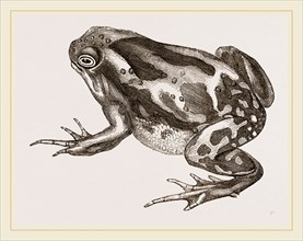 Marbled Toad