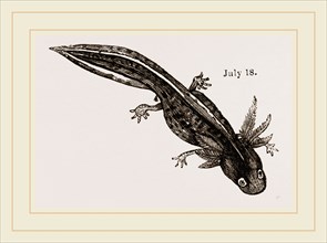Last stage of Young Water Newt