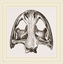 Skull of Menopome