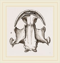 Skull of Menopome