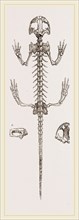 Skeleton of Salamander