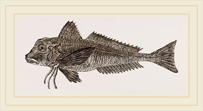 Streaked Gurnard