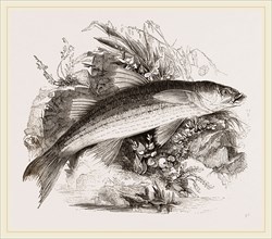 Grey Mullet