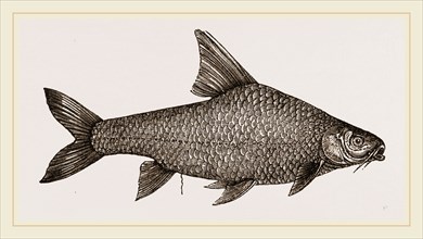 Barbel