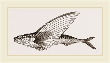 Flying-fish