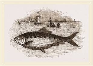 Twaite Shad or Twait Shad is a species of fish in the Clupeidae family