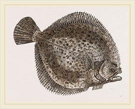 Turbot