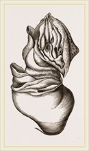 Nautilus from Rhumphius