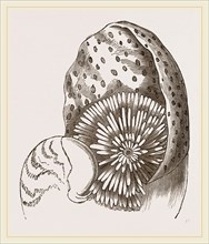 Nautilus from Denys de Montford