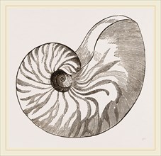 Shell of Umbilicated Nautilus