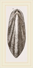 Internal Shell of Cuttle-fish