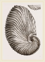 Shell of Argonaut