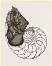 Pearly Nautilus