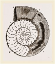 Shell of Ammonite