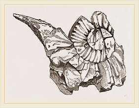 Beaked Ammonite