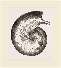 Ammonite