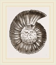 Ammonite