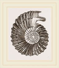 Ammonite