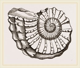 Ammonite Mouth imperfect