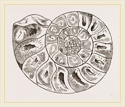 Section of Ammonite