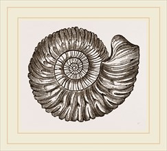 Ammonite Mouth perfect