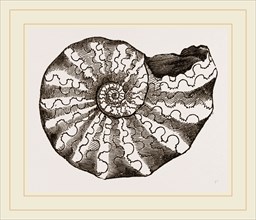 Ammonites nodosus