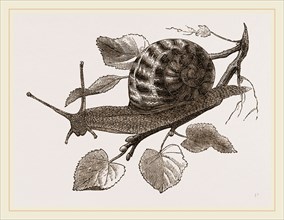 Large Garden Snail