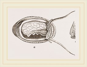 elliptical Navicella