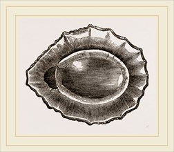 Spoon shaped Limpet