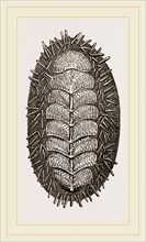 Spiniferous Chiton