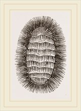 Peruvian Chiton