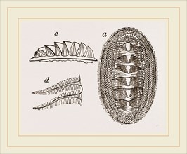 Animal of Chiton squamosus