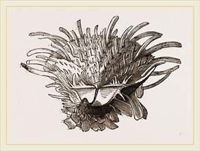 Arnercan Spiny Oyster