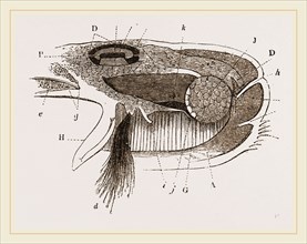 Mussel partly tlissecteds