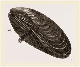 Shell of Mussel
