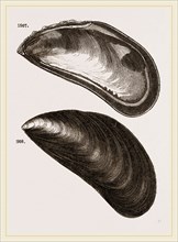 Shells of Mussel