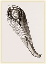 Pholas dactylus